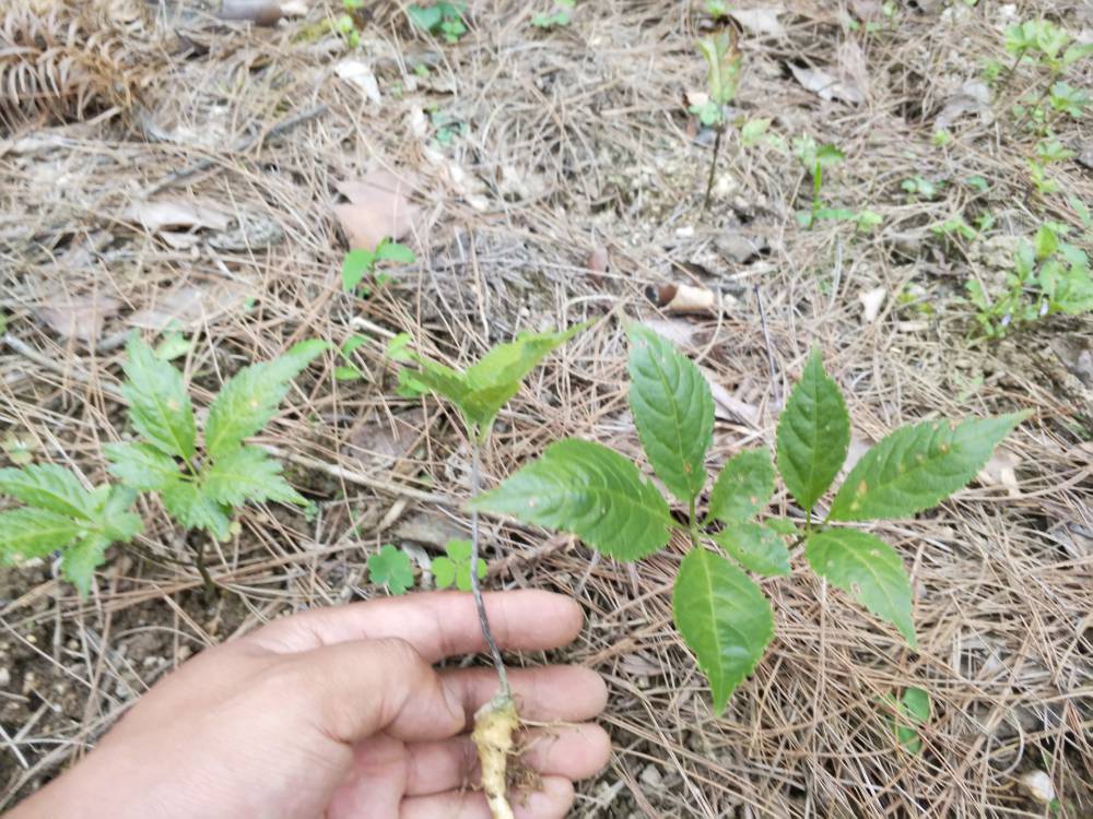 四川绵阳江油竹节参回收加工天麻密环菌药材致富品种