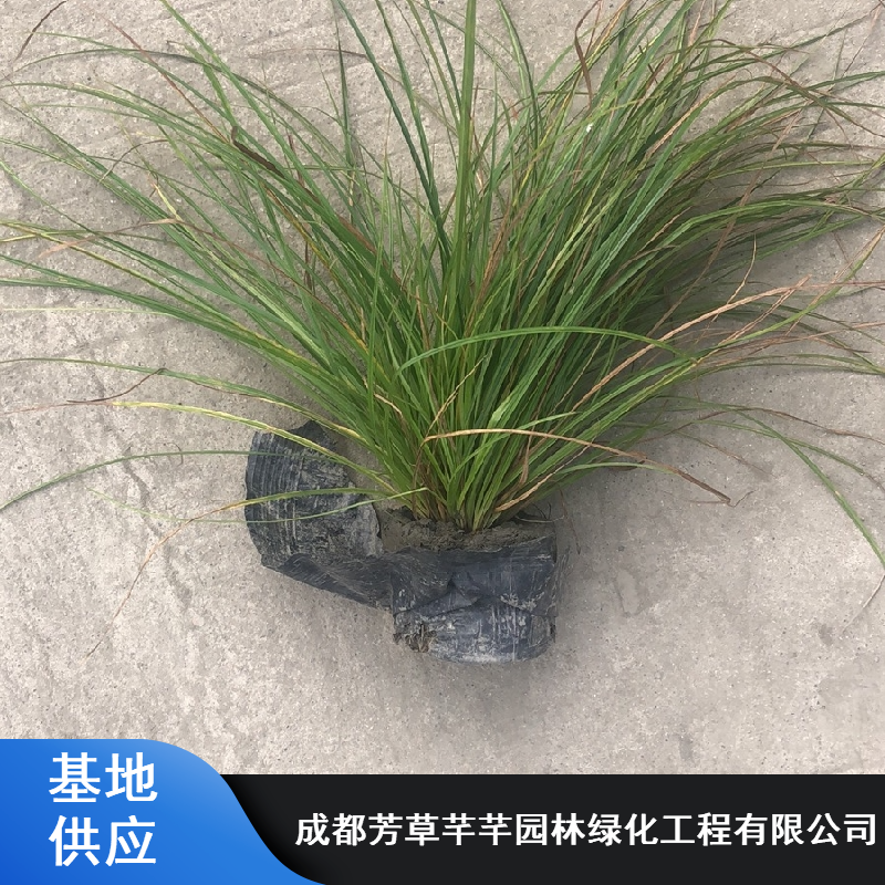 园林抗寒粽叶苔草_披针叶水生植物粽叶苔草_芳草芊芊粽叶苔草基地报价