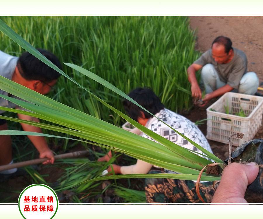 菖蒲苗批发地址,水菖蒲营养袋苗,臭蒲绿化工程苗