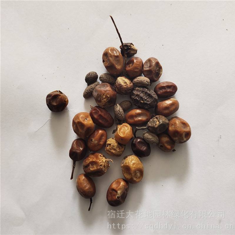 苦楝树种子发芽率高价格便宜