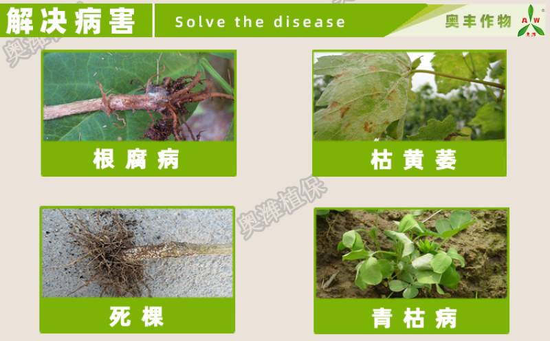 番茄青枯病不是绝症, 告诉你番茄青枯病用什么药?