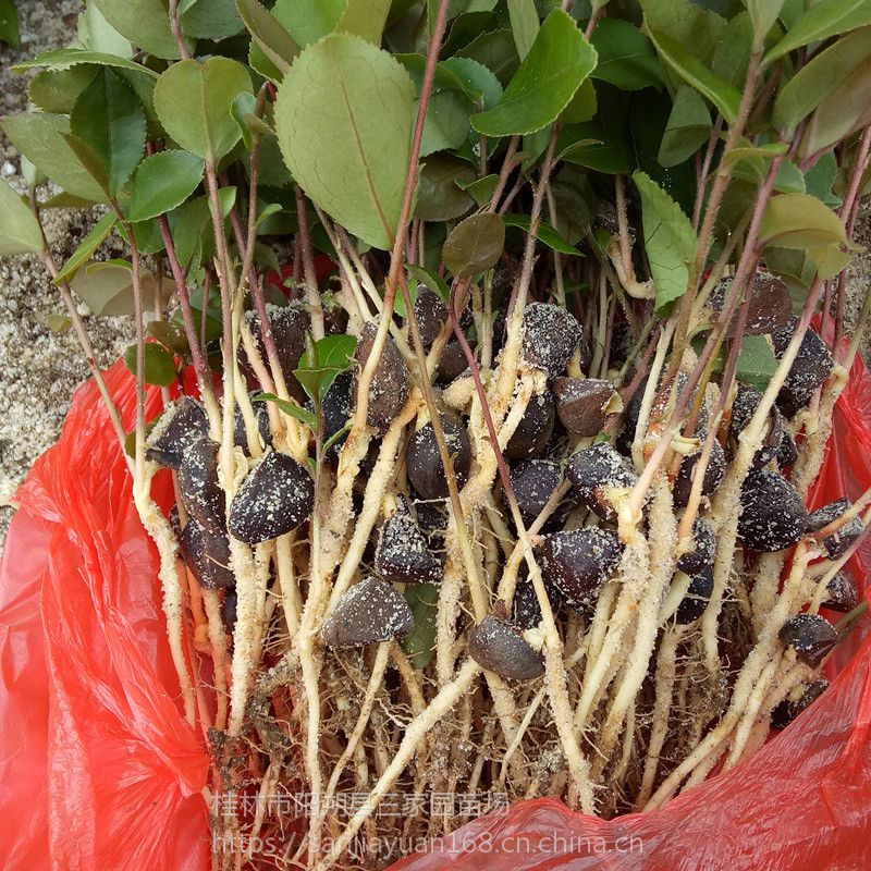 油茶芽苗广西油茶砧木苗价格大果油茶苗