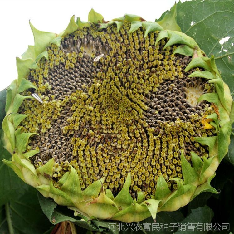 抗鸟害杂交食用向日葵种子批发 美葵食葵 天葵tk-9 高产籽粒饱满