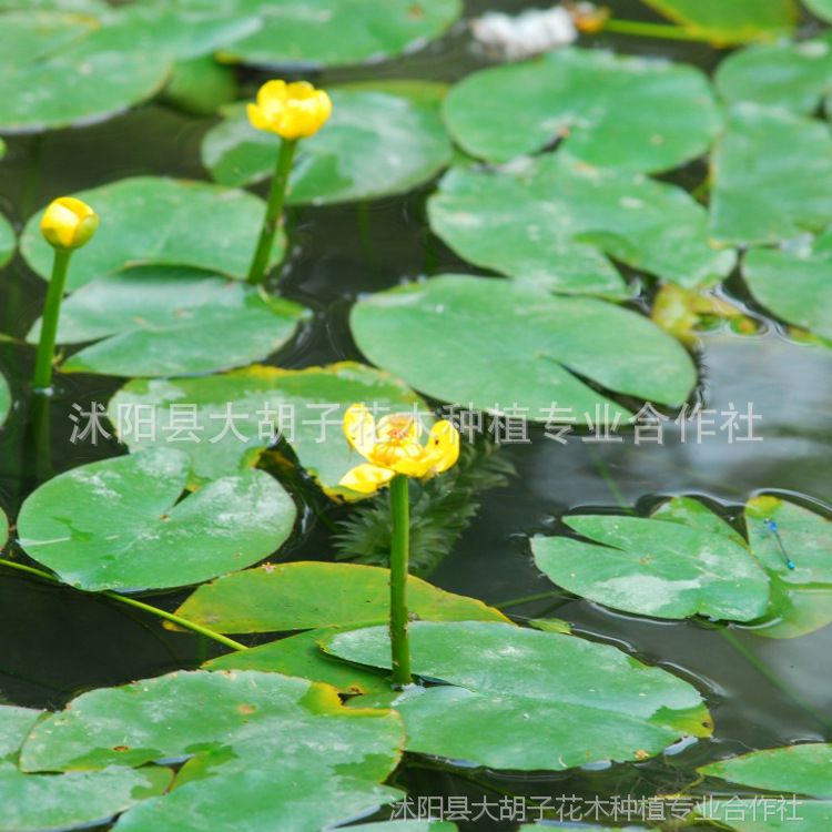 圆叶萍 萍蓬草/浮萍 莼菜 根系发达 净化水质 量大优惠