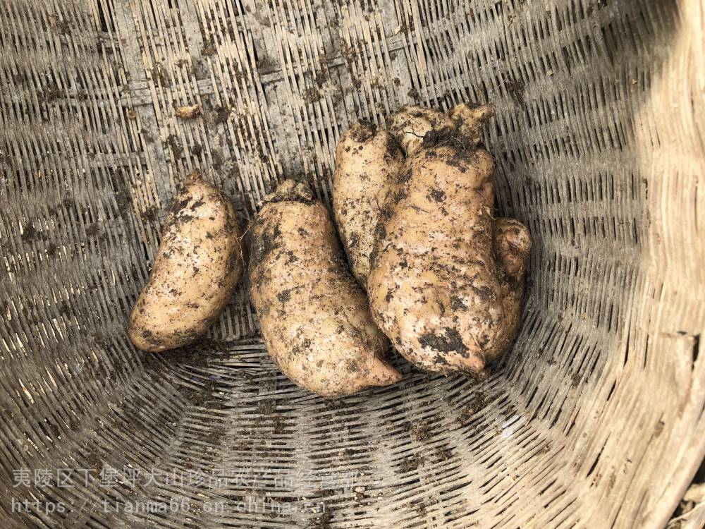 天麻栽培技术视频 天麻种植技术 种植天麻高产