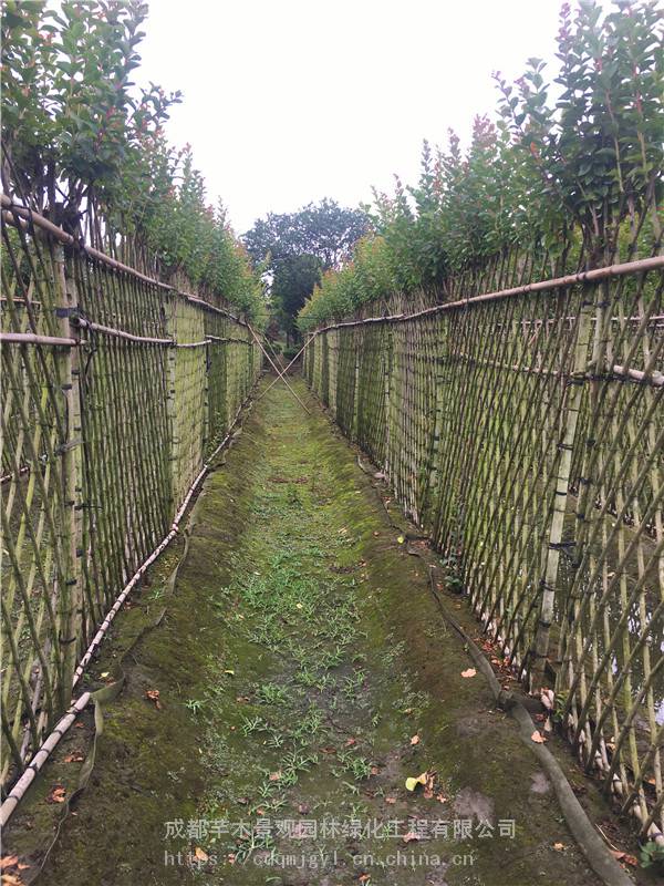 容器苗紫薇篱笆墙,高度1.5米的紫薇栅栏,成都芊木景观园林出售
