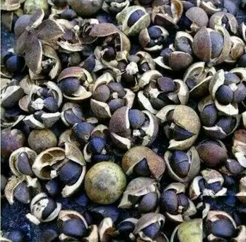 胡茄子多少钱一斤 胡茄子功效与作用