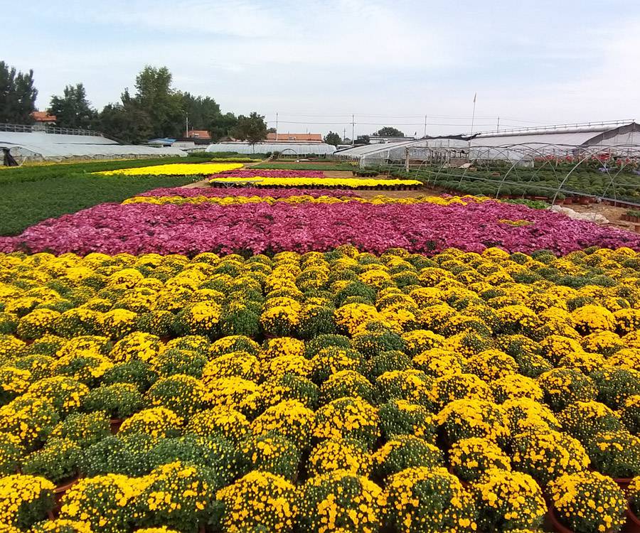 批发双色盆千头菊,营养袋国庆菊,开花菊花哪里卖