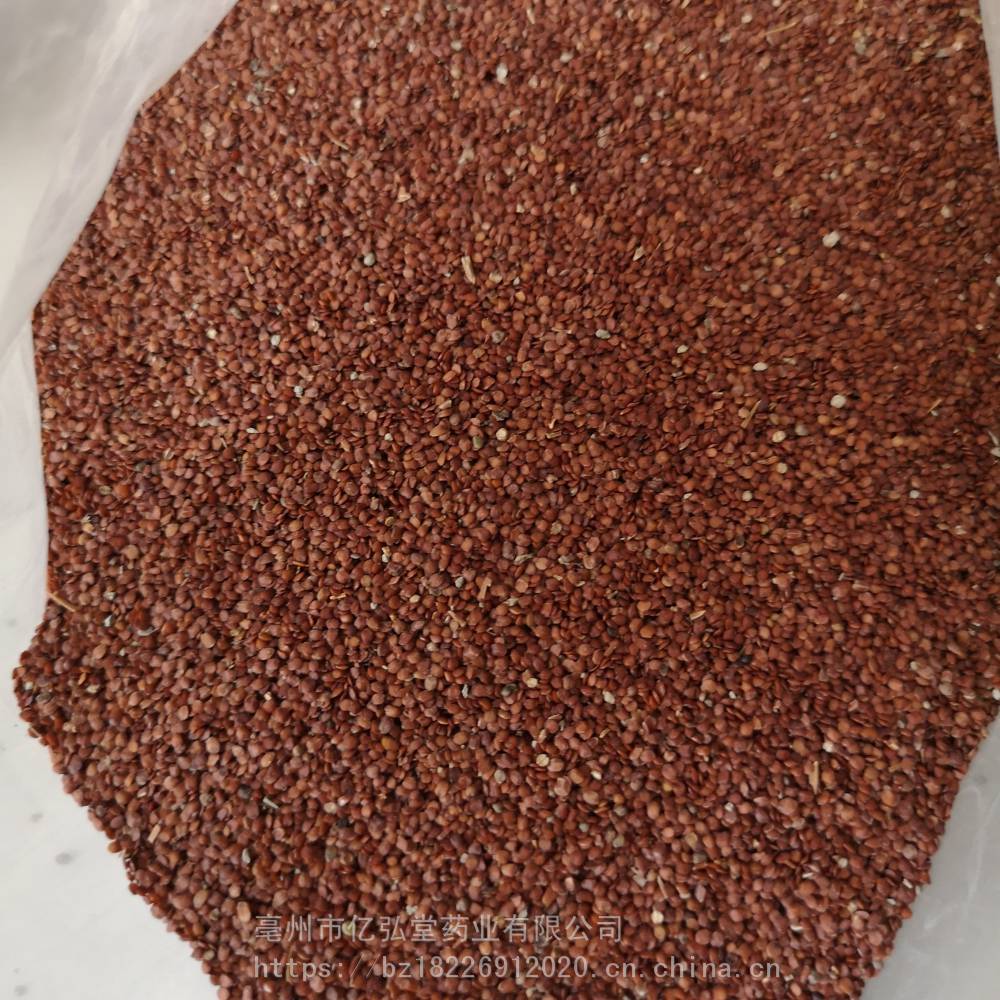 茛菪子批发价格 茛菪子功效和作用