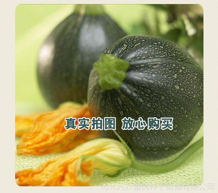 西葫芦种子批发 无蔓型 圆型球型嫩绿色西葫芦30天摘嫩瓜蔬菜种子