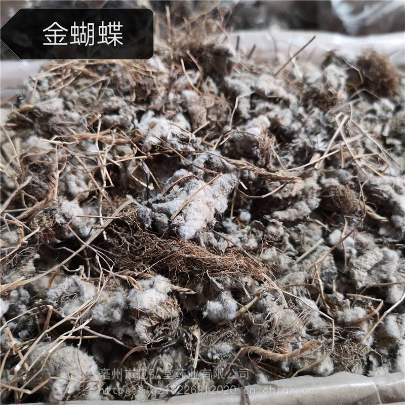 中药材金蝴蝶价格 供应正宗金蝴蝶