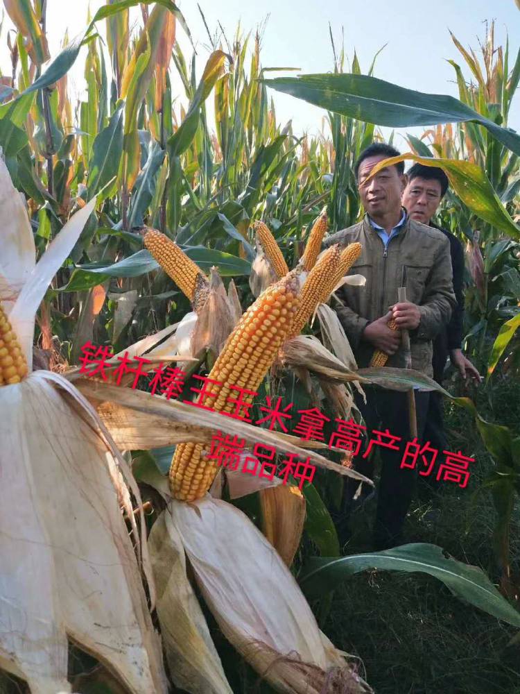 高产超大棒玉米种子铁杆棒王