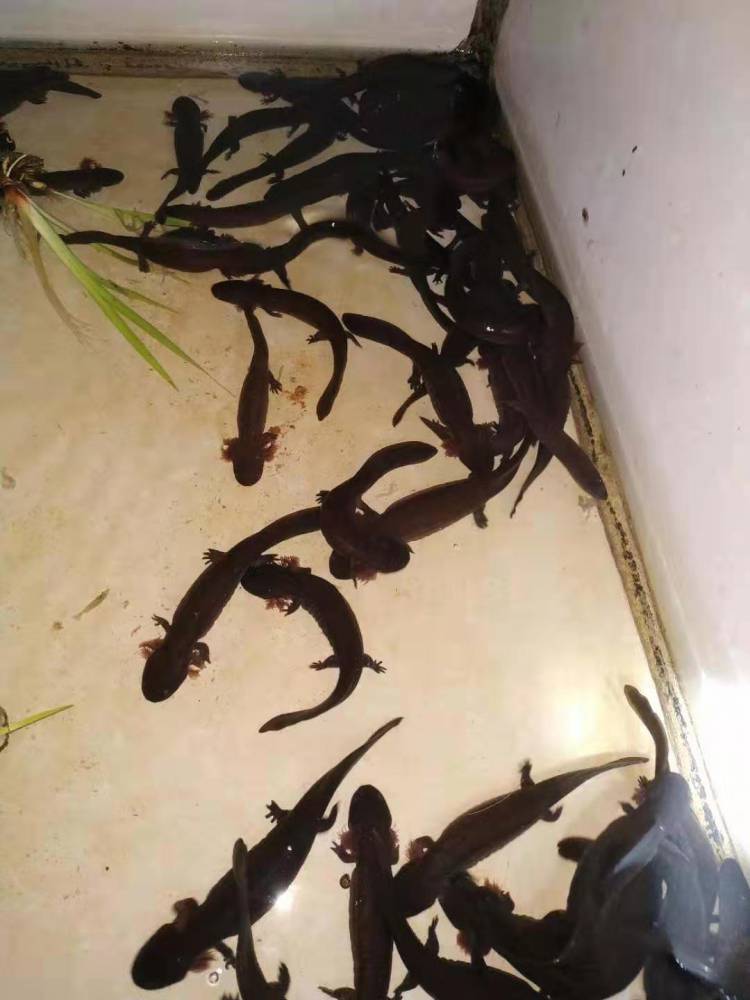 娃娃鱼苗批发价格多少钱,娃娃鱼苗价格与图片,繁殖基地娃娃鱼苗价格