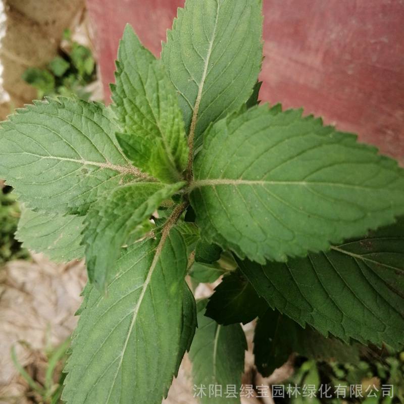 留兰香薄荷种子草花种子基地直发观赏性好花期长