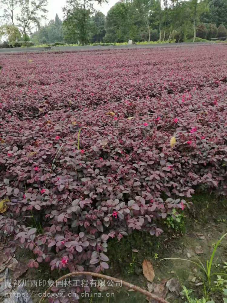 四川成都地被植物红继木小苗工程用苗价格农户直销地苗杯苗