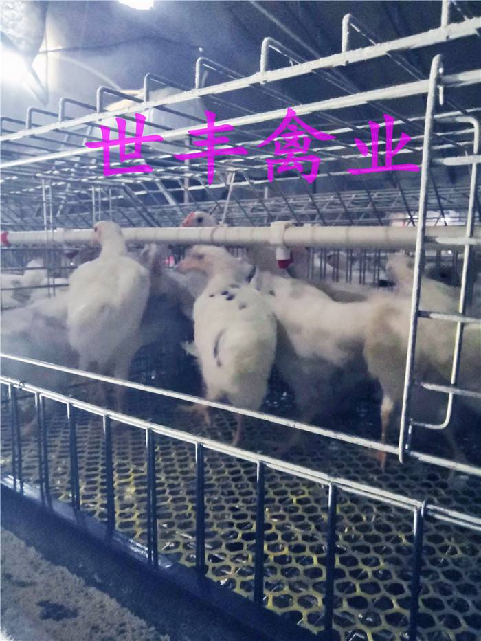 罗曼褐蛋鸡青年鸡 罗曼灰青年鸡价格 罗曼粉青年鸡养殖场