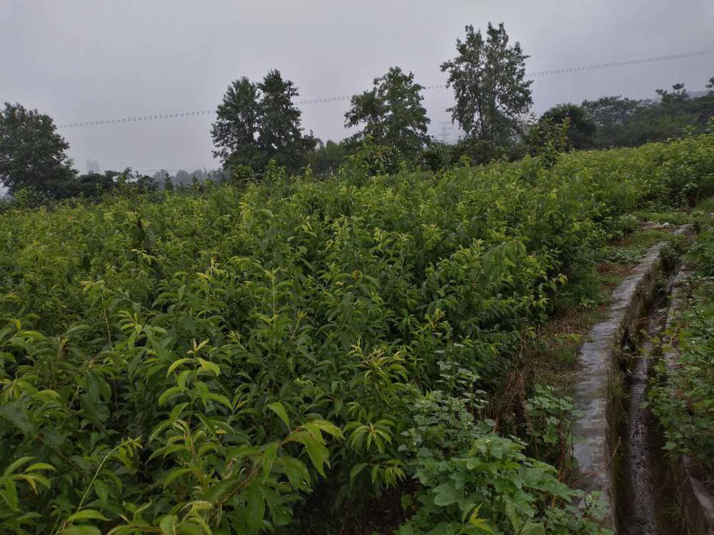 >  农业 >  果树 >  重庆巴南脆红李子树苗__重庆巴南脆红李子树苗