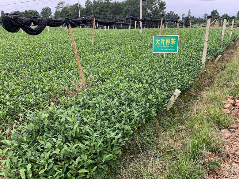 榆林市低价茶苗行情价格-中茶108茶苗,低价茶苗