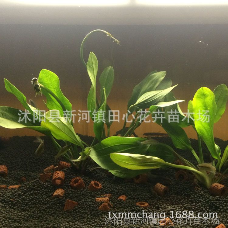 皇冠草 苗圃现货直销 水生地被植物批发