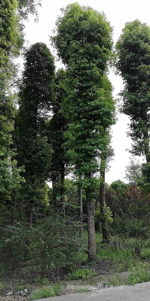 小叶桢楠常绿大乔木种植基地现货批发价出售