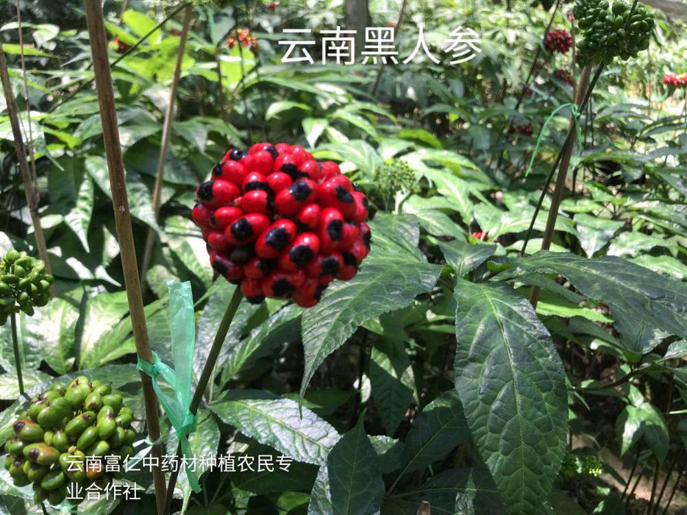 基地供应,山豆根种子_山豆根种苗_山豆根苗