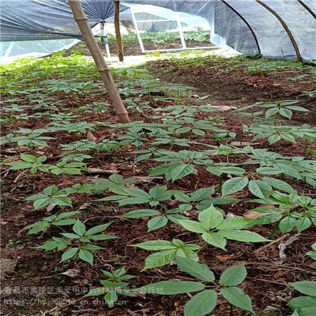 四川达州野三七种子种苗 竹节参供应求购 竹节参经济效益