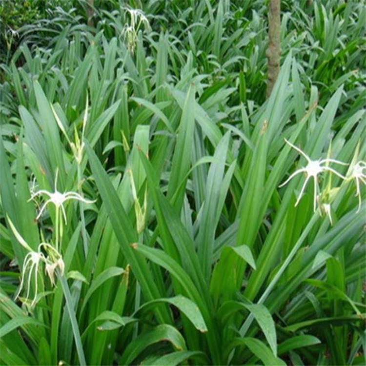 蜘蛛兰 水生植物水鬼蕉工程小苗  多年生鳞茎草本植物,叶10-12枚,剑形