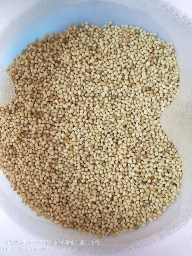 黑龙江佳木斯天麻种植基地竹节参行情冰球子种子种苗批发供应