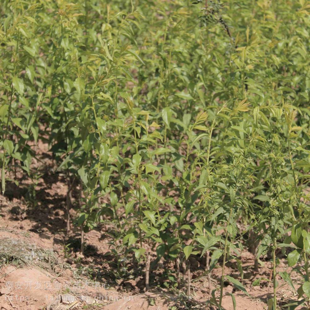 秧李子树苗占地种植用1年西梅李子树苗