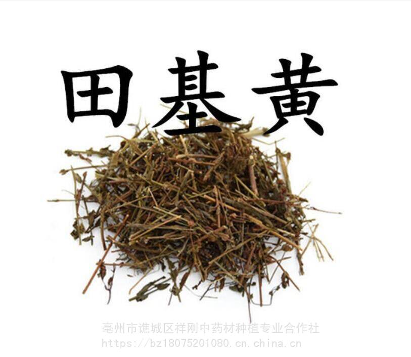 中药材田基黄是什么 田基黄哪里有卖