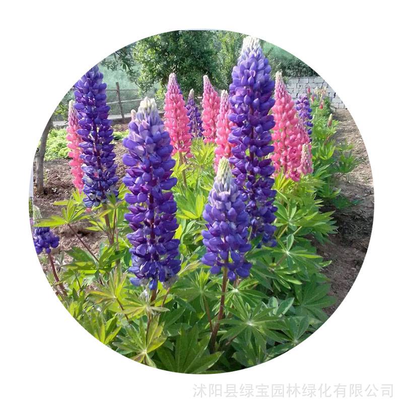 1,鲁冰花什么时候开花