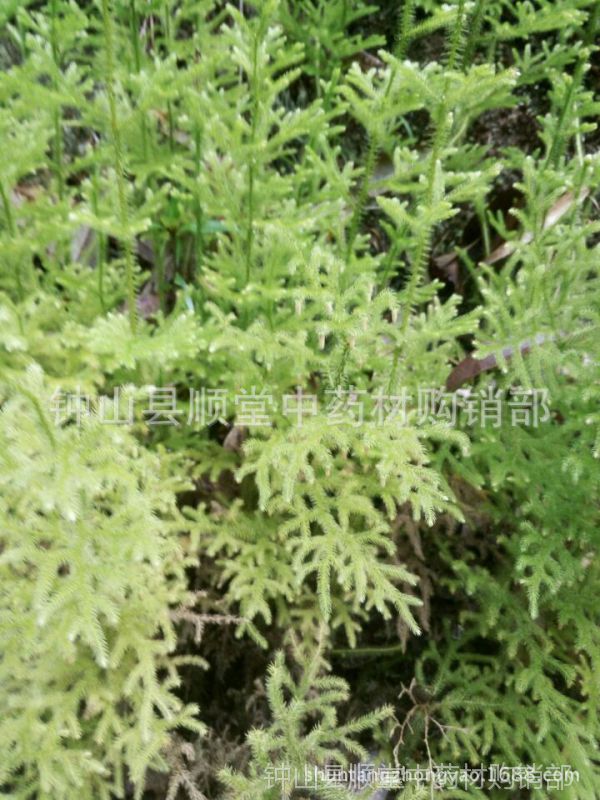 广西野生新鲜马尾草马尾千金草/马尾松筋草/干金草/金项链