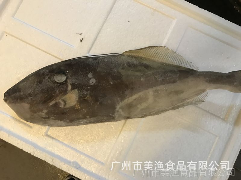 东海野生海鲜 马面鲀 扒皮狼 剥皮鱼 面包鱼耗儿鱼 剥皮牛冷冻品