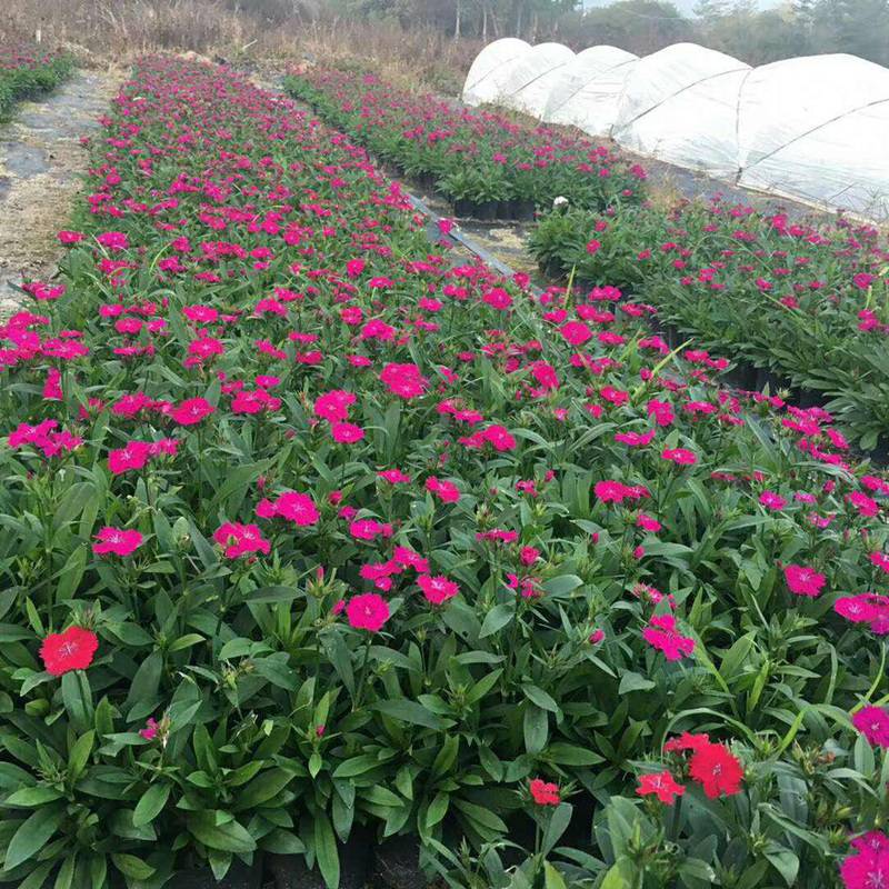 优质观赏花卉品种 花籽发芽率高详细介绍 五彩石竹属于石竹属的多年生