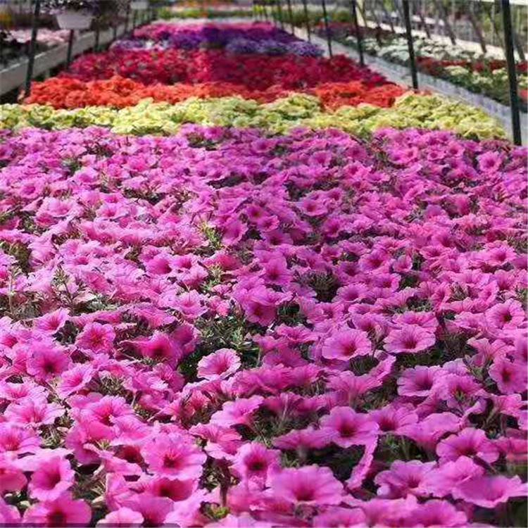 十一花坛用什么花,国庆节鲜花种类,鲜花摆放造型