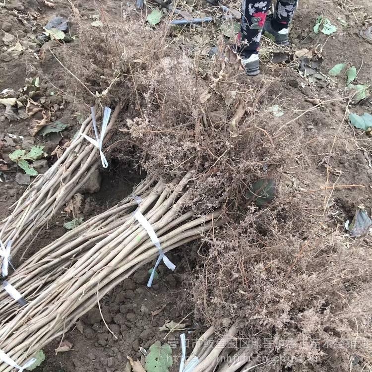 辽宁抗旱榛子苗 达维大榛子苗基地