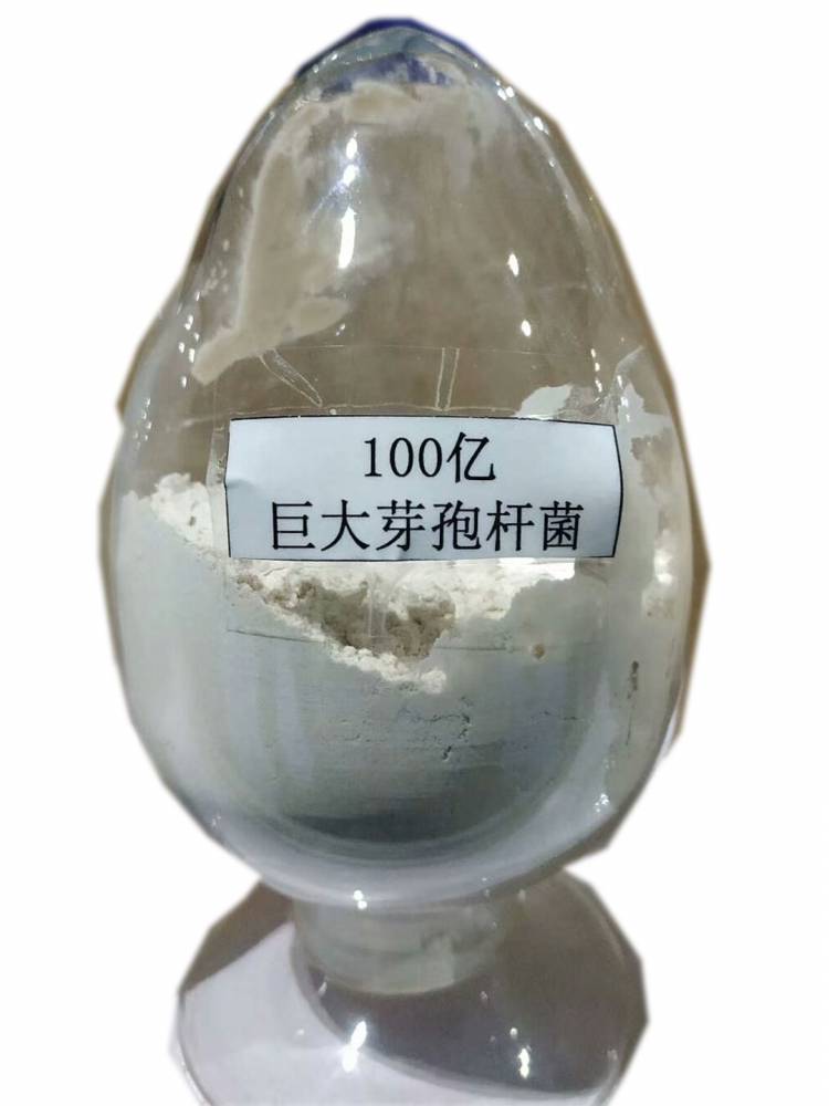 胶冻样芽孢杆菌解钾用作物用硅酸盐细菌解钾用胶质芽孢杆菌