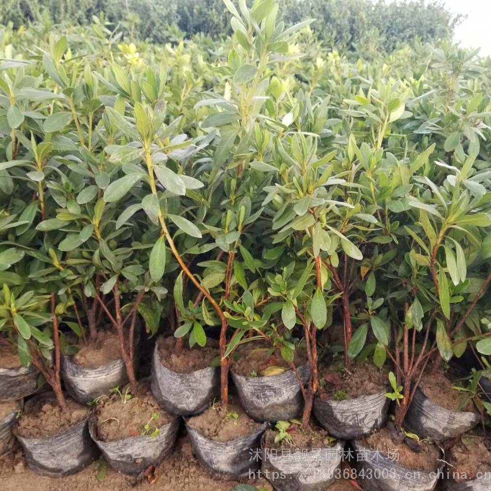 苗木基地杜鹃花价格,30-60公分杜鹃绿篱苗,优质杜鹃花3万株