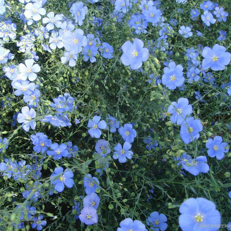 蓝花亚麻种子批发 蓝花亚麻观赏性好 景观花籽发芽率高