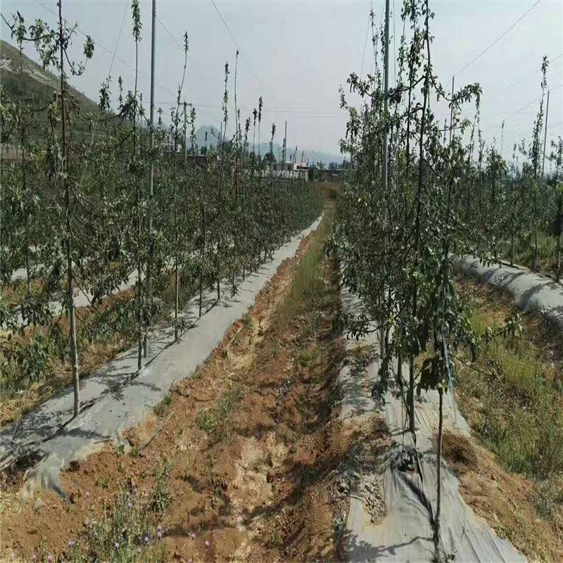 果园防草布 火龙果园防草布 防草布铺盖方式
