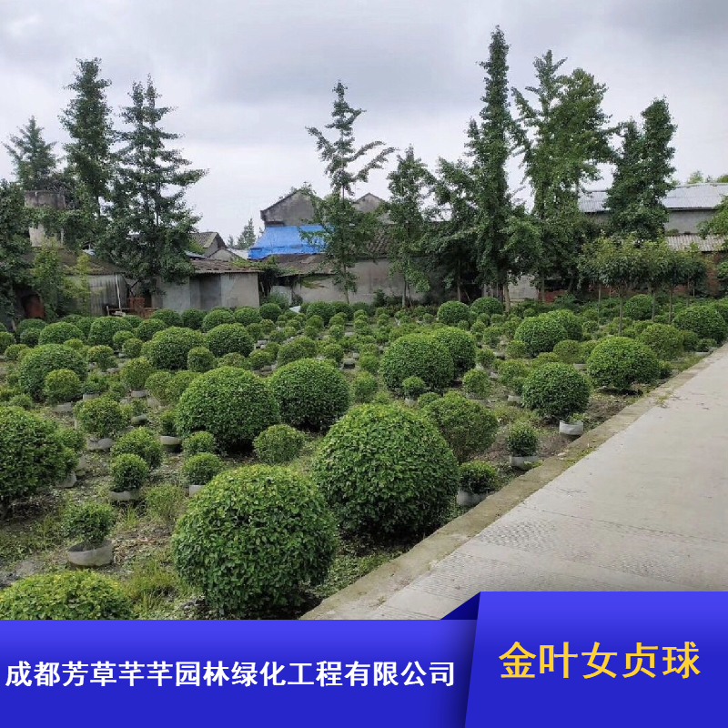 园林绿化金叶女贞球_芳草芊芊灌木金叶女贞球_成都常绿金叶女贞球价格