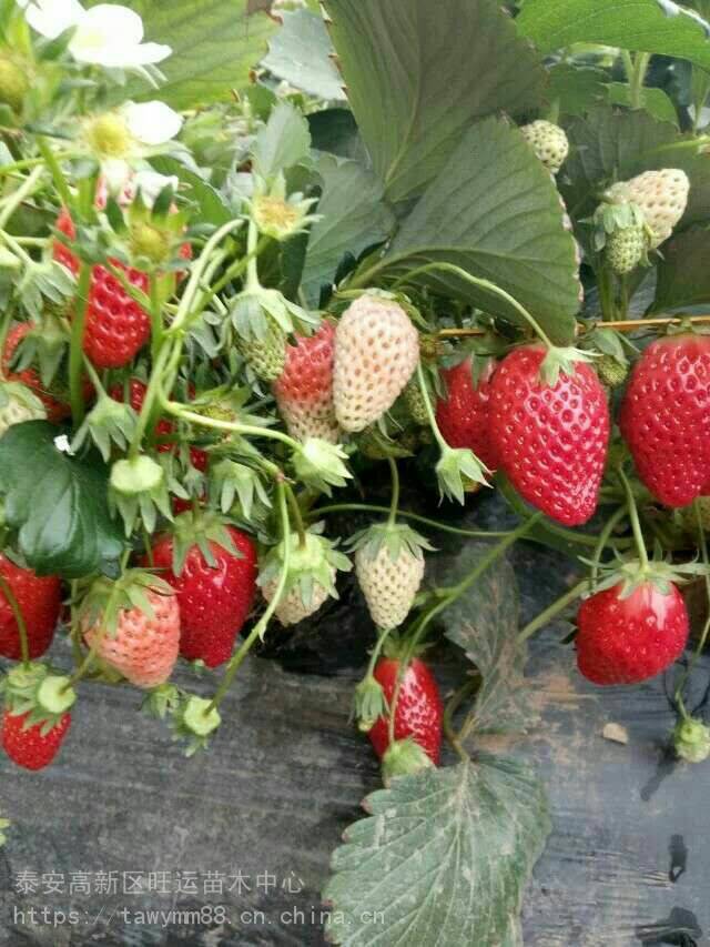 章姬草莓苗生产基地美香砂草莓苗草批发
