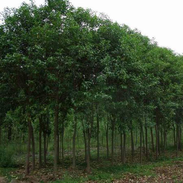 批发朴树树苗 基地直供朴树 绿化苗木朴树 绿化树苗 风景树
