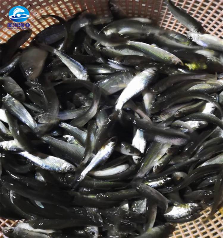 鲮鱼苗 基地供应土鲮鱼水花 土鲮鱼水花苗耐运输 成活率高