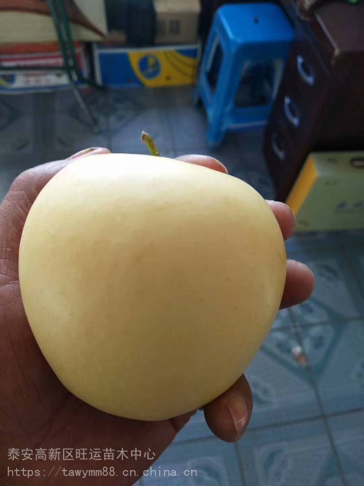 徐州市苹果苗矮化苹果苗锦绣海棠苗批发基地