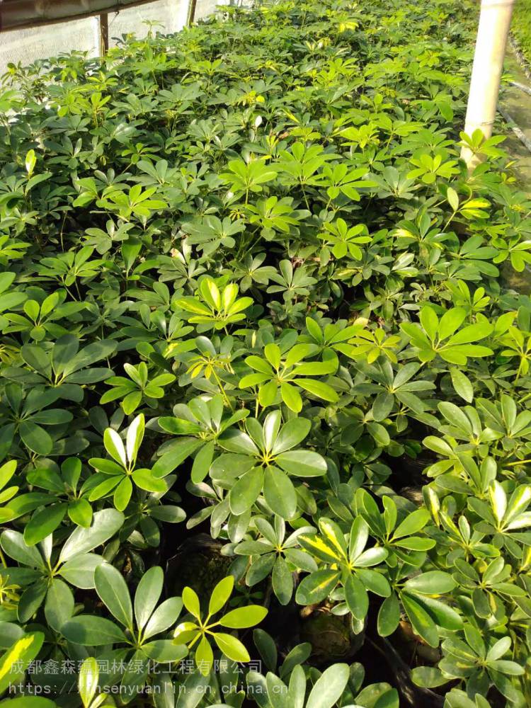 花叶鸭脚木有什么功效图片