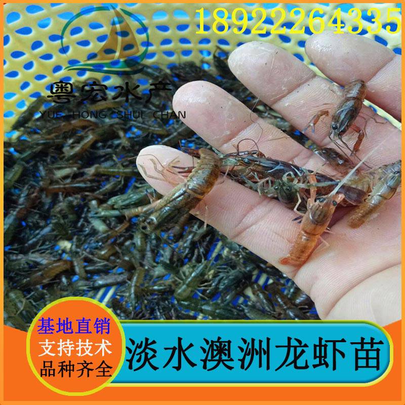 活体澳洲龙虾苗 优质品种澳洲虾苗 罗氏虾苗容易养殖成活率高