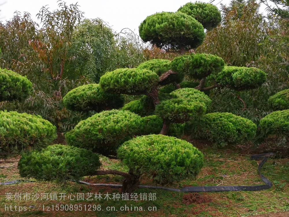 精品造型多头龙柏 造型小叶黄杨 造型小叶女贞 造型大叶黄杨生产基地