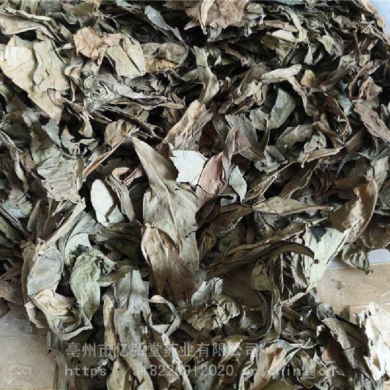 龙利叶药用什么价值龙舌叶哪里可以购买到多少钱一公斤