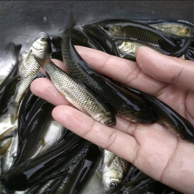 草鱼是重要的淡水养殖鱼类,它和鲢,鳙,青鱼一起,构成了的"四大家鱼.